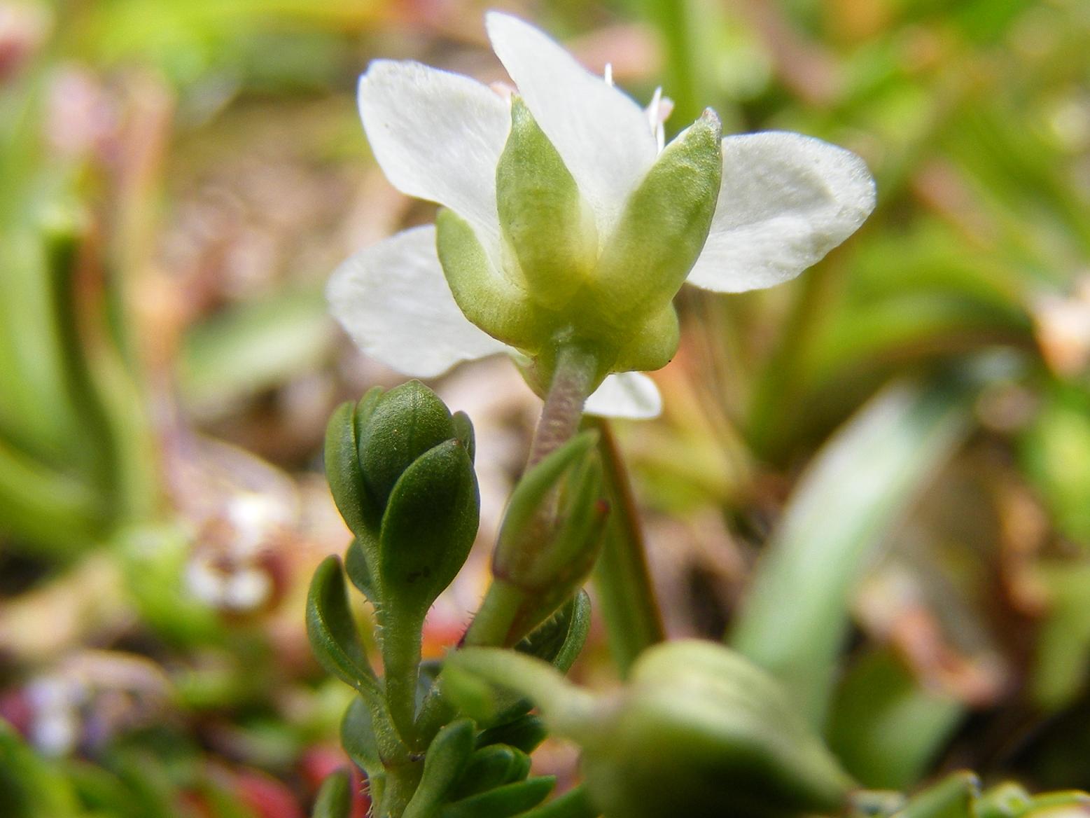 Arenaria biflora